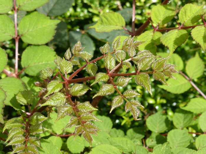 두릅나무 - Aralia elata (Miq.) Seem.