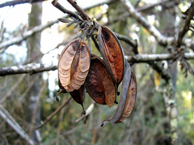 로마티아 페루기네아 사진 - Lomatia ferruginea Photos