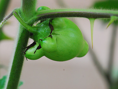 노랑혹가지 사진 - Solanum mammosum Photos