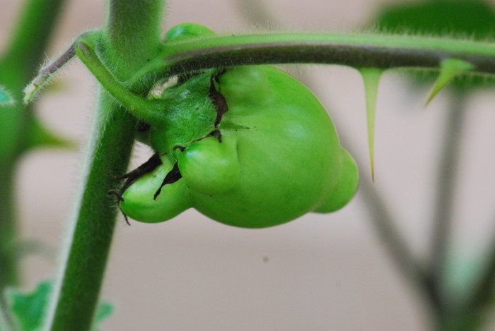 노랑혹가지 - nipplefruit,fox head, cow