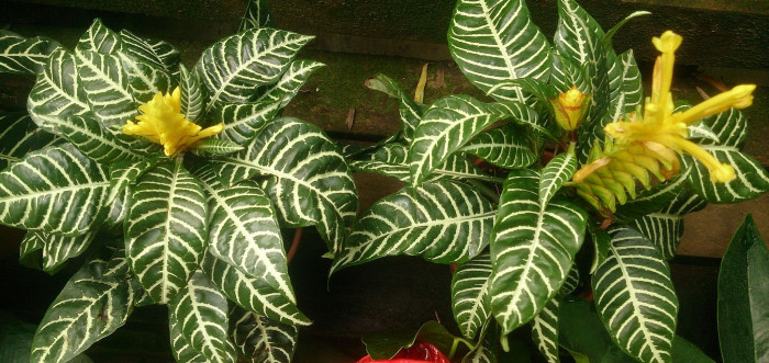 아펠란드라 - Aphelandra squarrosa