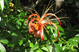 마다가스카르 바오밥나무 - Adansonia madagascariensis