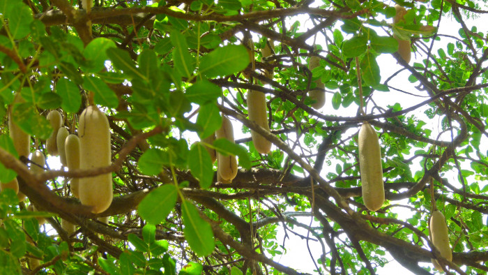 소시지나무 - Sausage Tree, Kigelia africana