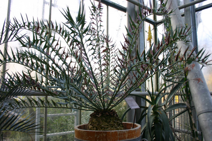 호리더스 소철 - Encephalartos horridus  