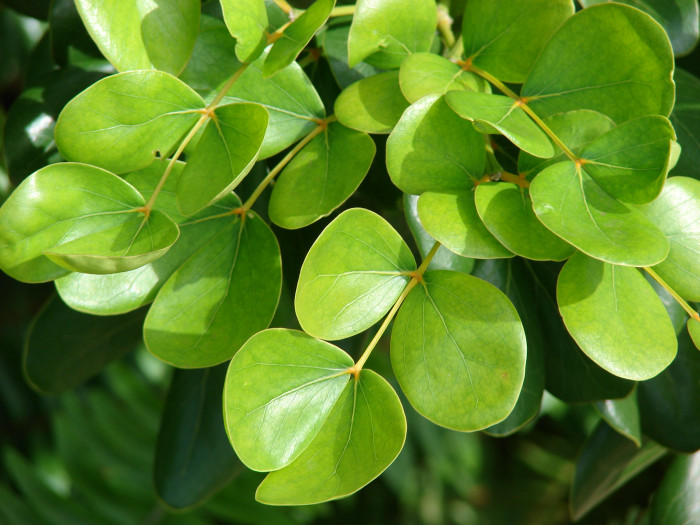 유창목 - lignum vitae, Guaiacum officinale