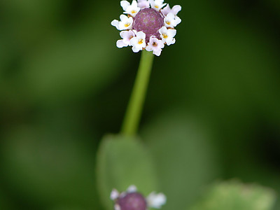 쿠라피아 사진 - Phyla nodiflora (L.) Greene Photos