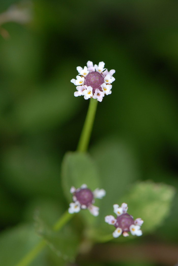 쿠라피아 - Frog fruit, Sawtooth fogfruit, Turkey tangle, Phyla nodiflora (L.) Greene