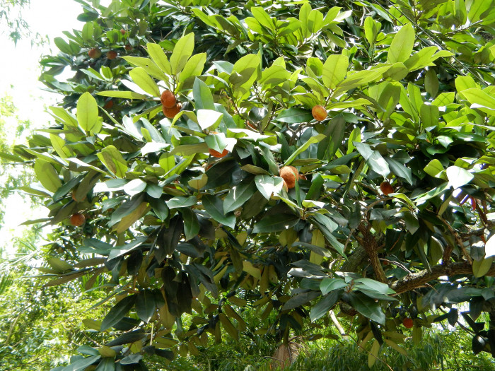 벨벳애플 - Diospyros blancoi