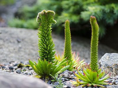 바위솔 사진 - Orostachys japonica Photos