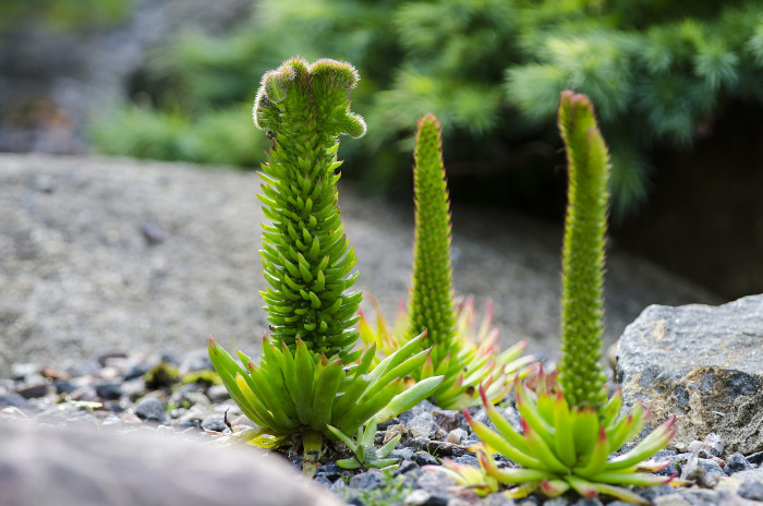 바위솔 - Orostachys japonica
