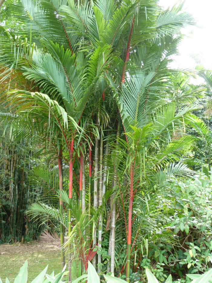 립스틱야자 - lipstick palm, red sealing wax palm, Cyrtostachys renda