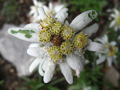 에델바이스 사진 - Leontopodium alpinum Photos