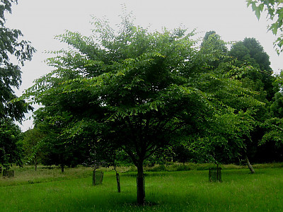 당느릅나무 사진 - Ulmus davidiana Planch. Photos