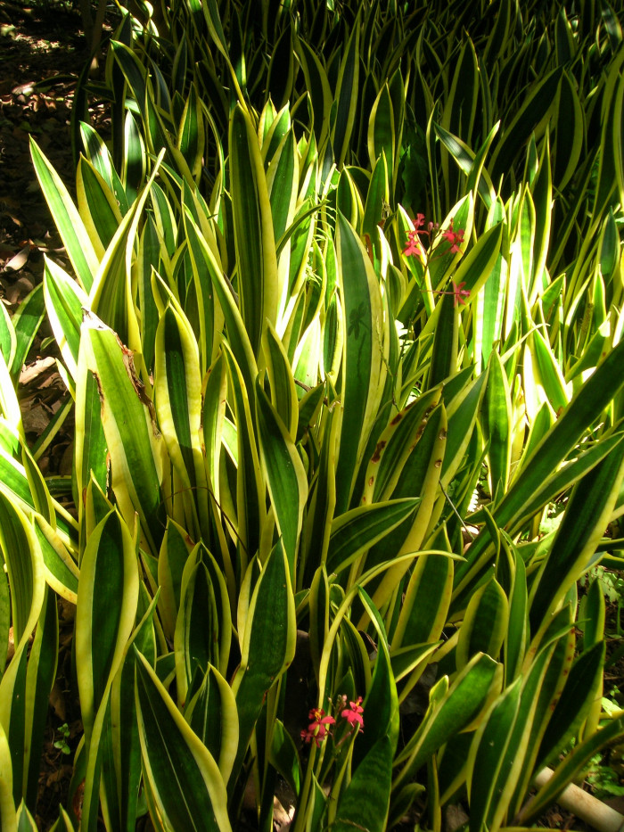 산세베리아 - Variegated snake plant, Sansevieria trifasciata