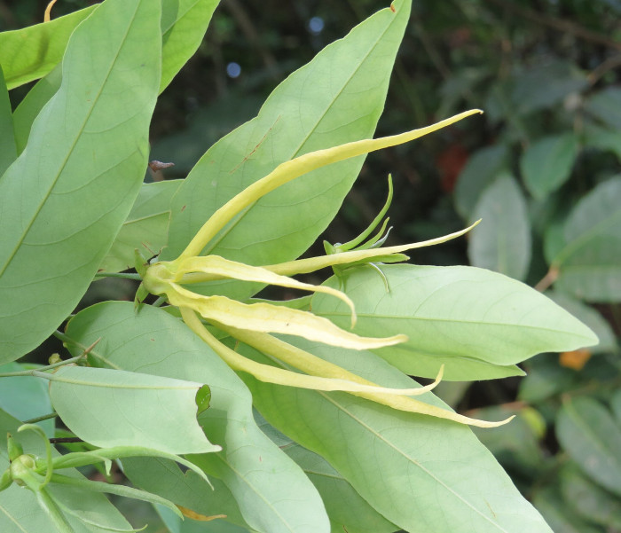 일랑일랑 - YlangYlang, Cananga odorata