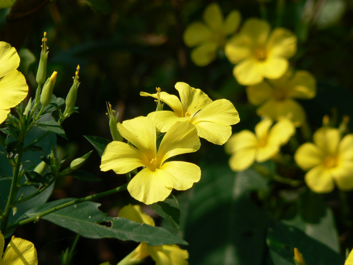 월광화 - Yellow flax, Reinwardtia indica, Calonyction aculeatum (L.) House