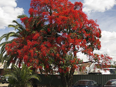 단풍잎병나무 사진 - Brachychiton acerifolius Photos
