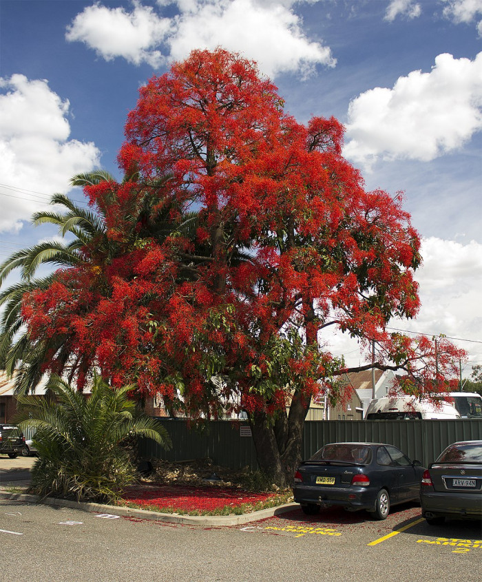 단풍잎병나무 - Brachychiton acerifolius