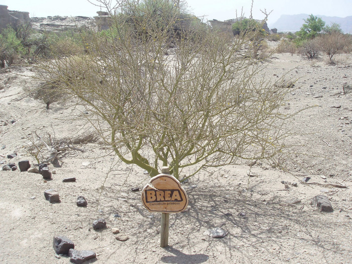 파킨소니아 프레이콕스 - Arbol brea, Parkinsonia praecox