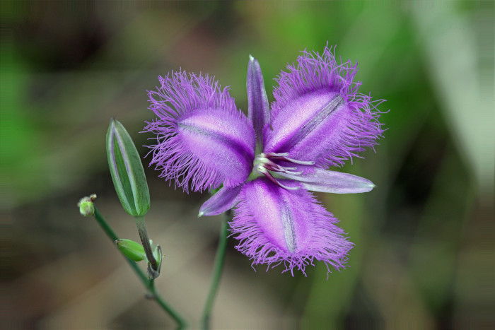 보라술나리 - Fringed Lily, Thysanotus tuberosus