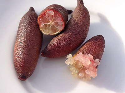 핑거라임 사진 - Citrus australasica Photos