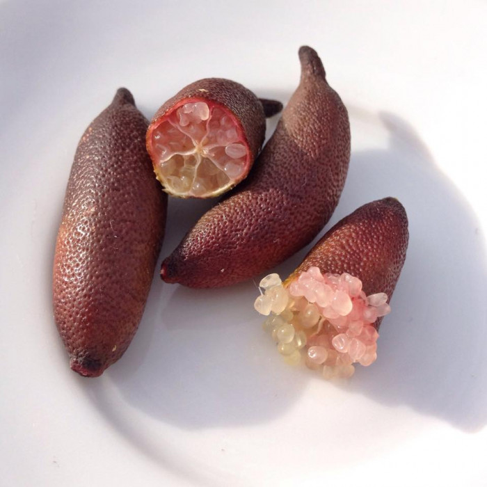 핑거라임 - finger lime, Citrus australasica
