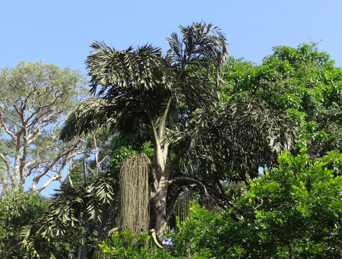 공작야자 - Fish tail palm, Caryota mitis