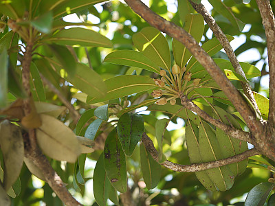 사포딜라 사진 - Manilkara zapota van Royen Photos