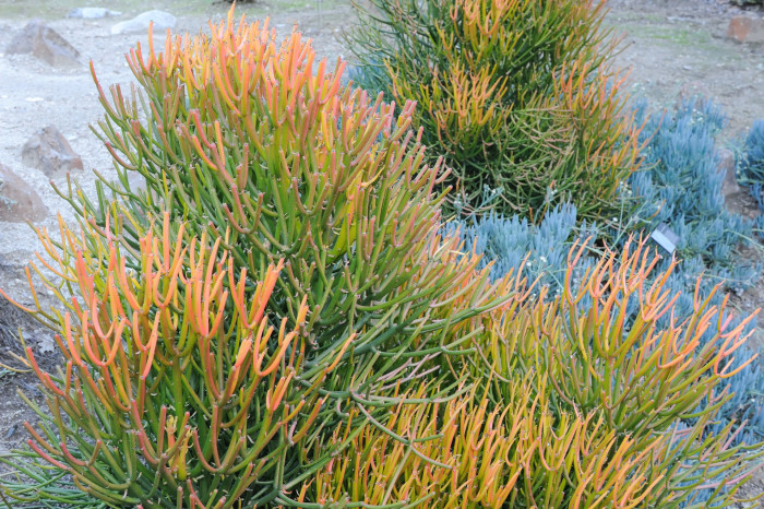 녹산호 - Milkbush, pencil tree, Euphorbia Tirucalli f. variegata