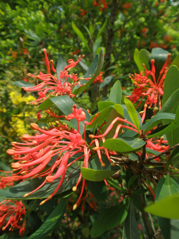 칠레불꽃나무 - Chilean firetree, Chilean firebush, notro, ciruelillo, Embothrium coccineum