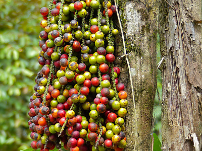 공작야자 사진 - Caryota mitis Photos