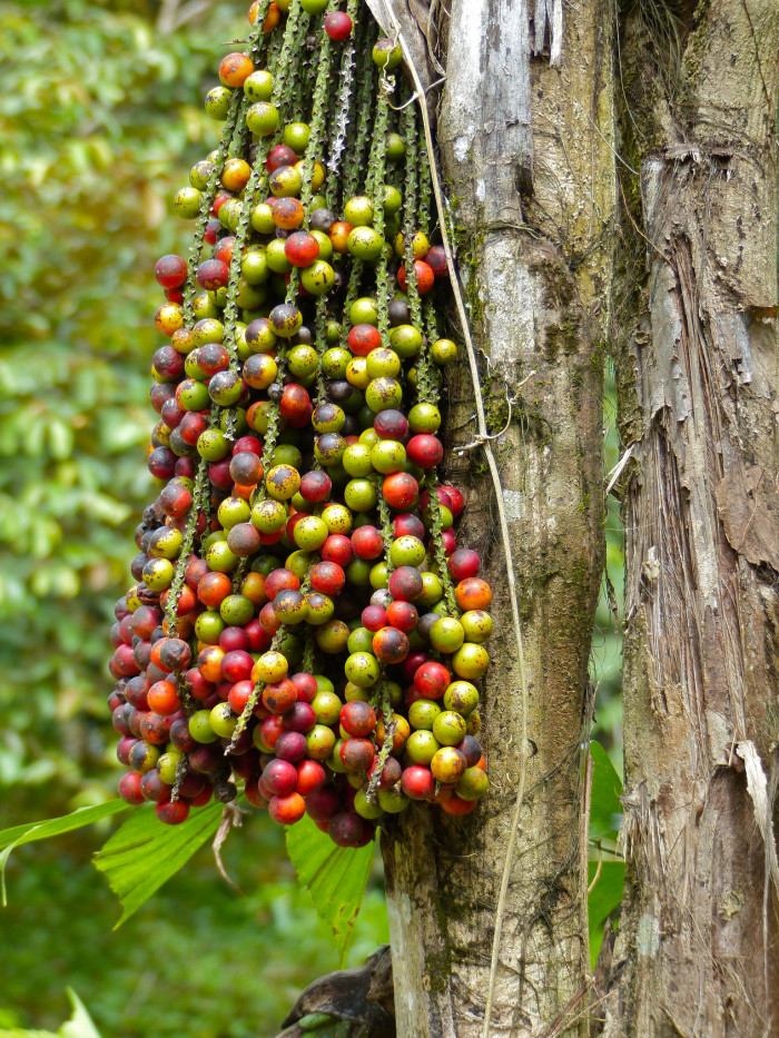 공작야자 - Fish tail palm, Caryota mitis