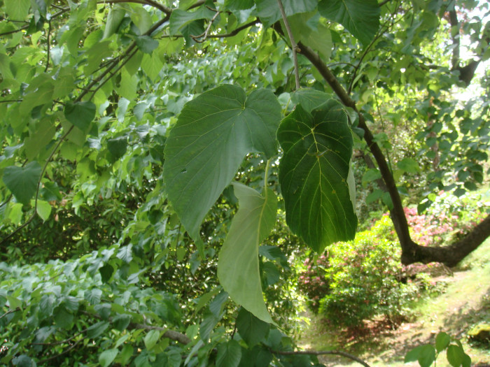 손수건나무 - dove-tree, handkerchief tree,  ghost tree, Davidia involucrata