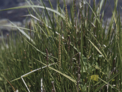 지채 사진 - Triglochin maritimum L. Photos