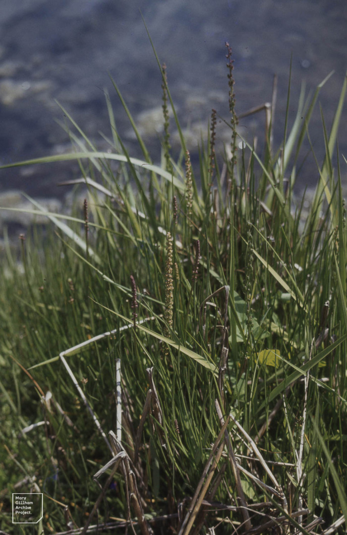 지채 - Triglochin maritimum L.