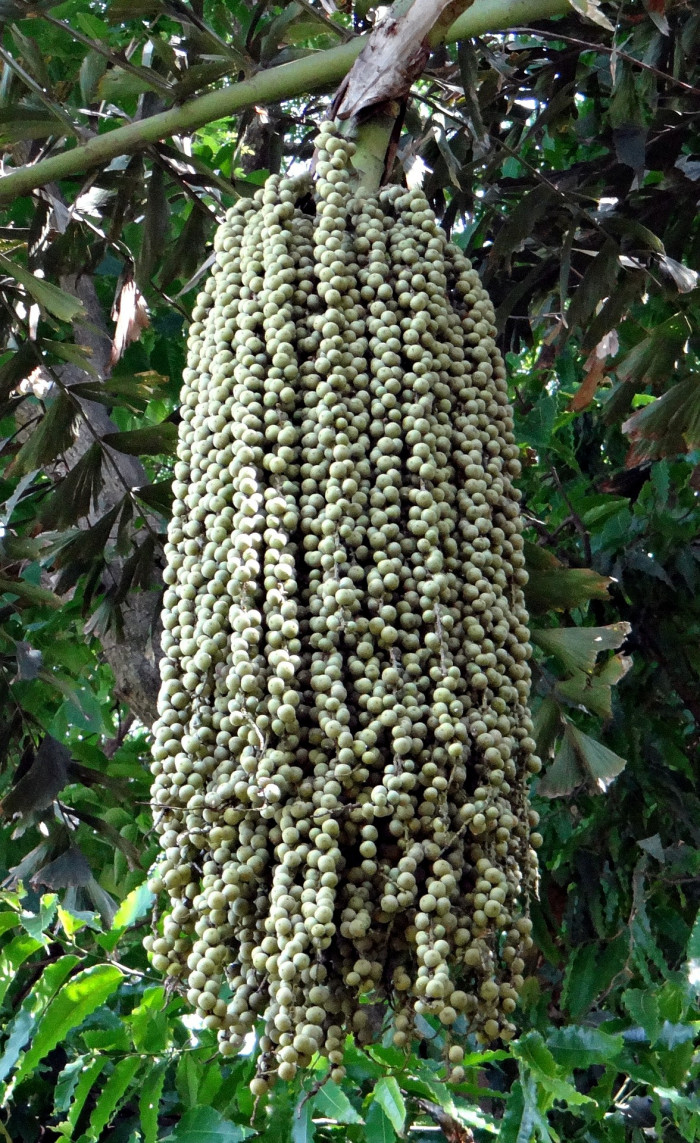 공작야자 - Fish tail palm, Caryota mitis