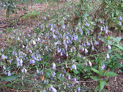 잔대 사진 - Adenophra triphylla var. tetraphylla Photos