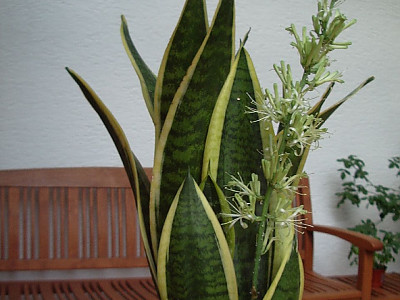 산세베리아 사진 - Sansevieria trifasciata Photos
