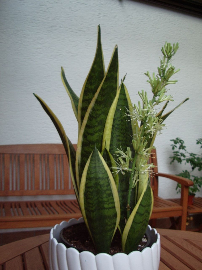 산세베리아 - Variegated snake plant, Sansevieria trifasciata