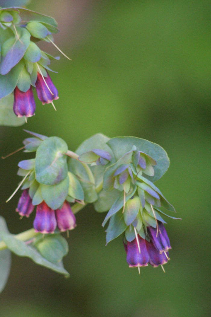 푸른새우꽃 - Honeywort, Cerinthe major L.