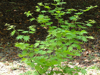 당단풍나무 사진 - Acer pseudosieboldianum (Pax) Kom. Photos
