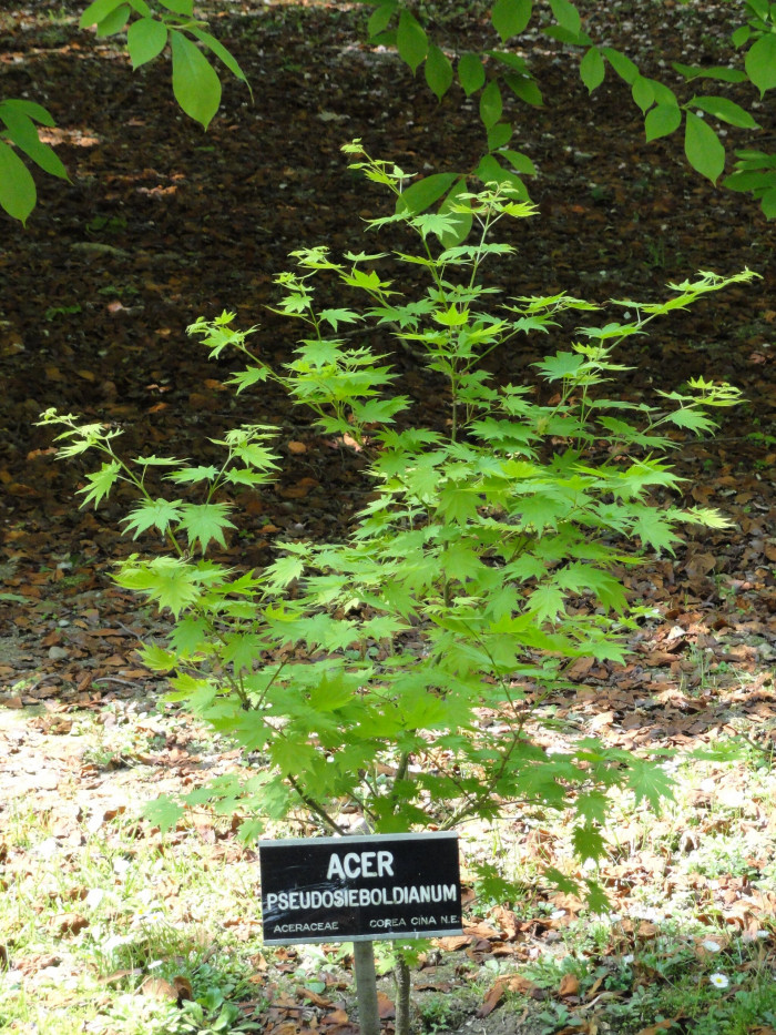 당단풍나무 - Acer pseudosieboldianum (Pax) Kom.