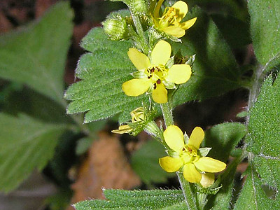 짚신나물 사진 - Agrimonia pilosa Ledeb. Photos
