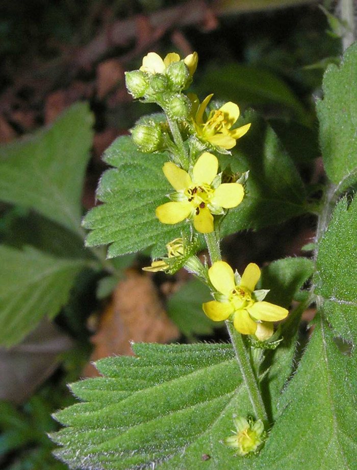 짚신나물 - Hairy vein agrimony, Agrimonia pilosa Ledeb.