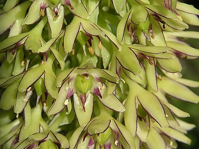 Eucomis bicolor 사진