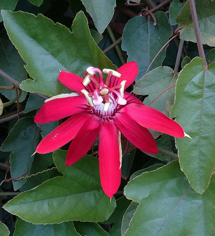 시계초 - passion flower, Passiflora caerulea