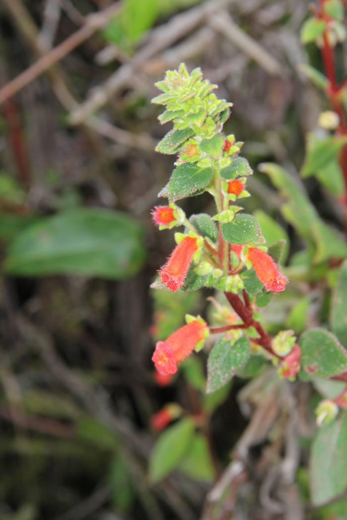 코레리아 - Manchu, Kohleria spp.