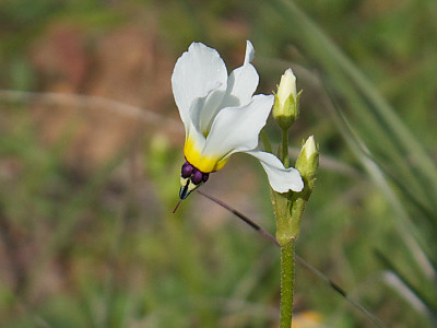 인디언앵초 사진 - Dodecatheon Photos