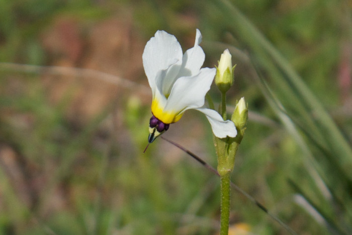 인디언앵초 - shooting star, American cowslip, mosquito bills, mad violets, sailor caps, Dodecatheon