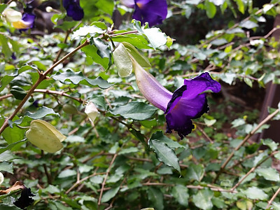 툰베르기아 사진 - Thunbergia erecta Photos